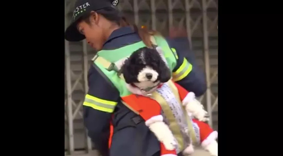 Cane insieme ad una netturbina