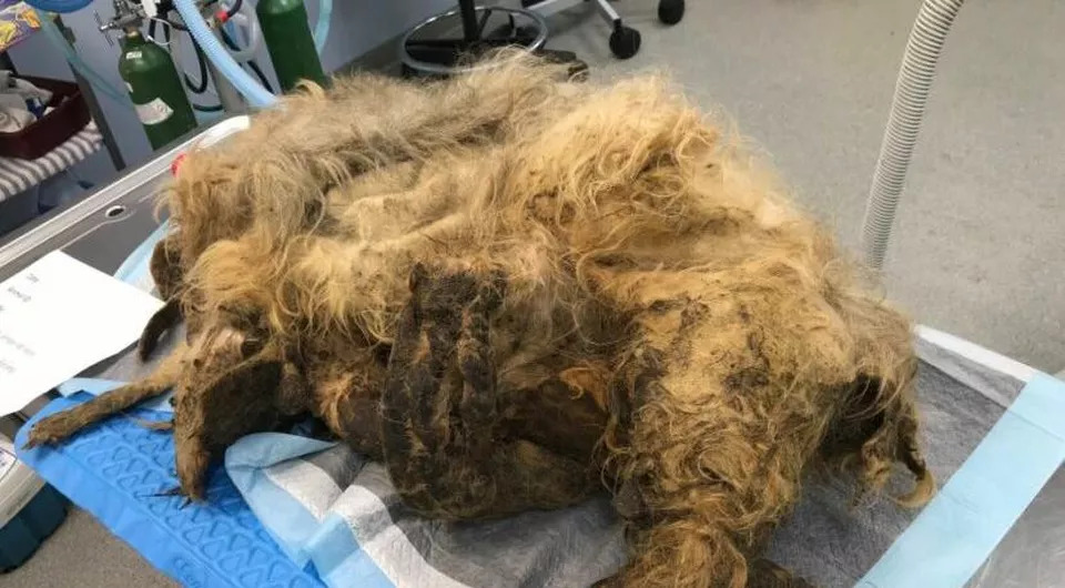 Cane-intrappolato-nel-suo-stesso-pelo