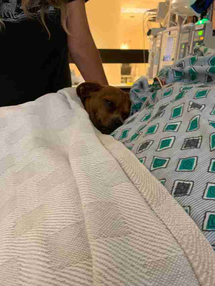 Cane nel letto di un ospedale