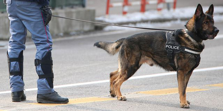 Cane poliziotto