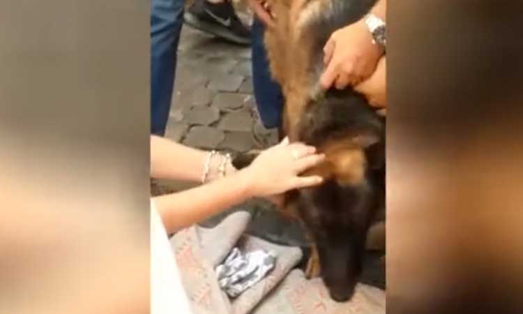 Cane salvato a Roma