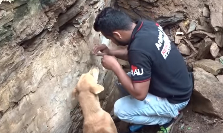Cane tra le macerie