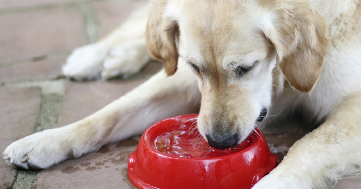 cane beve dalla ciotola