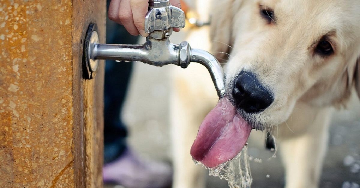 cane beve dal rubinetto