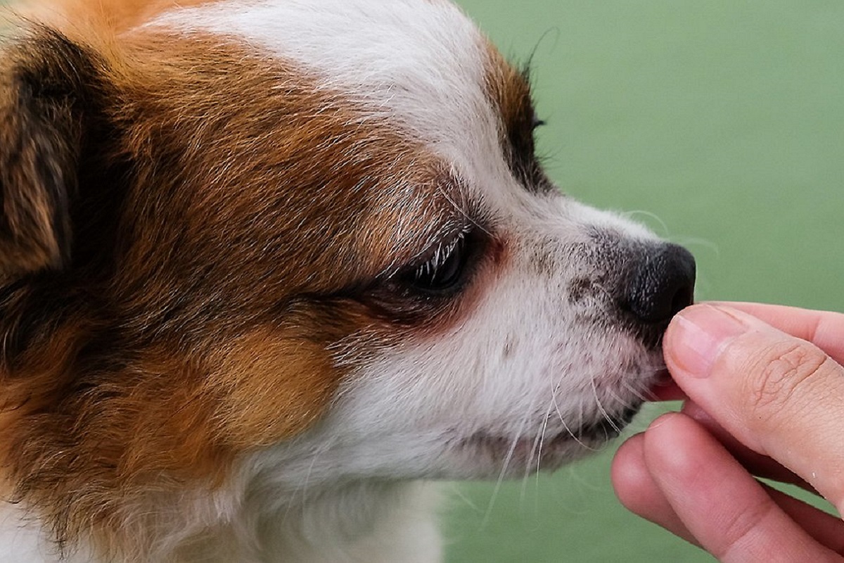 cane e rinforzo positivo