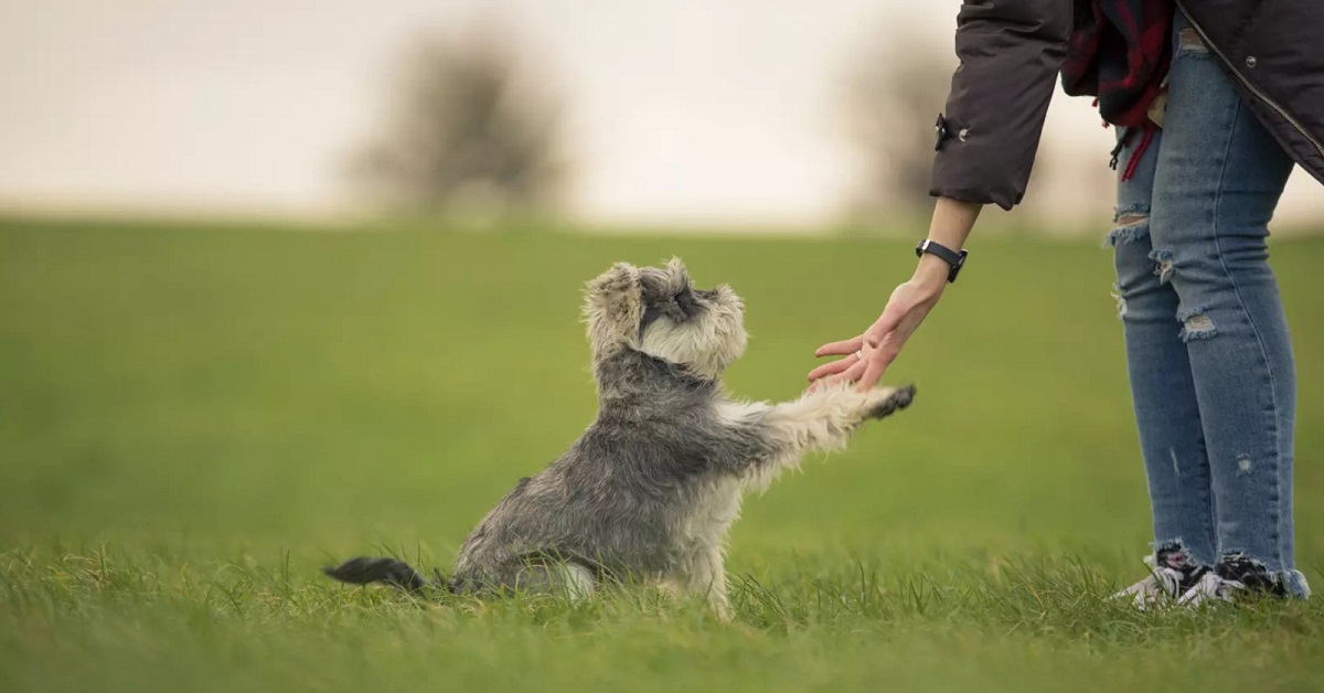 Come addestrare un cane di piccola taglia: idee e consigli