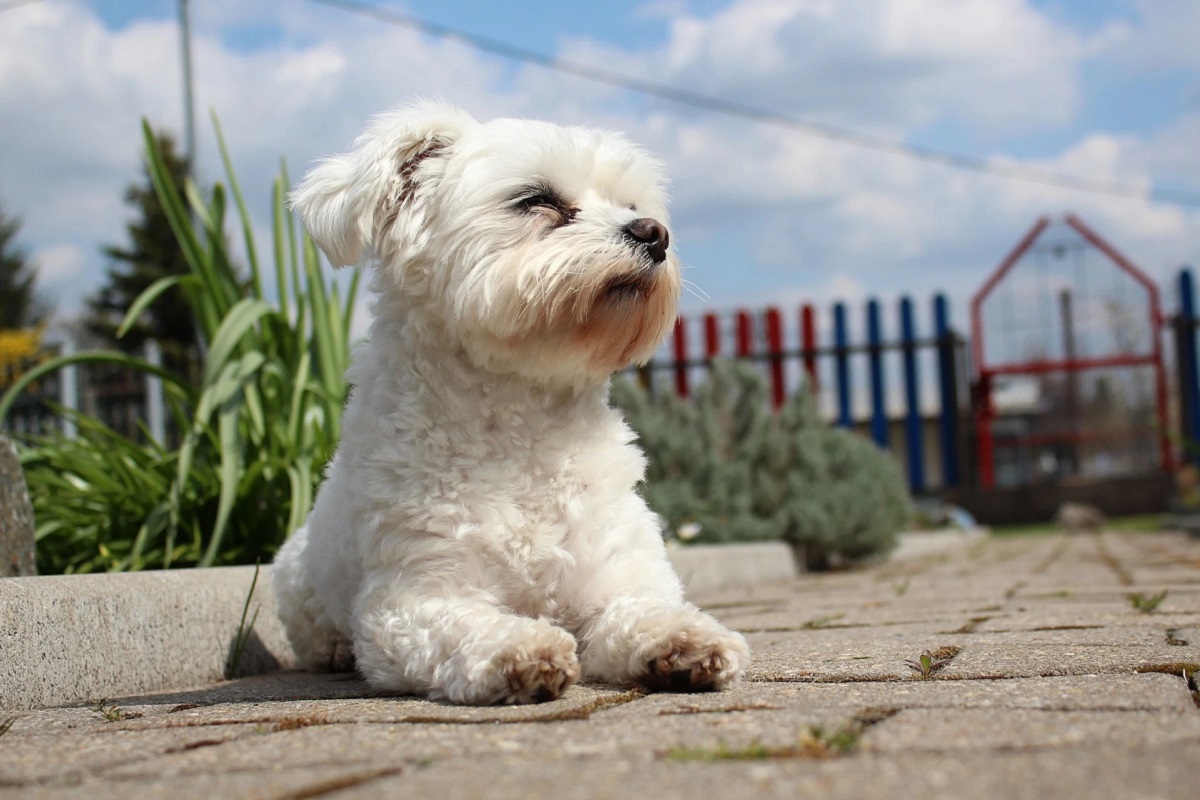 cane si gode il sole