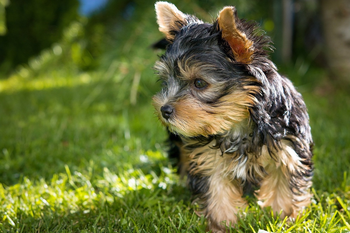 cane in campagna