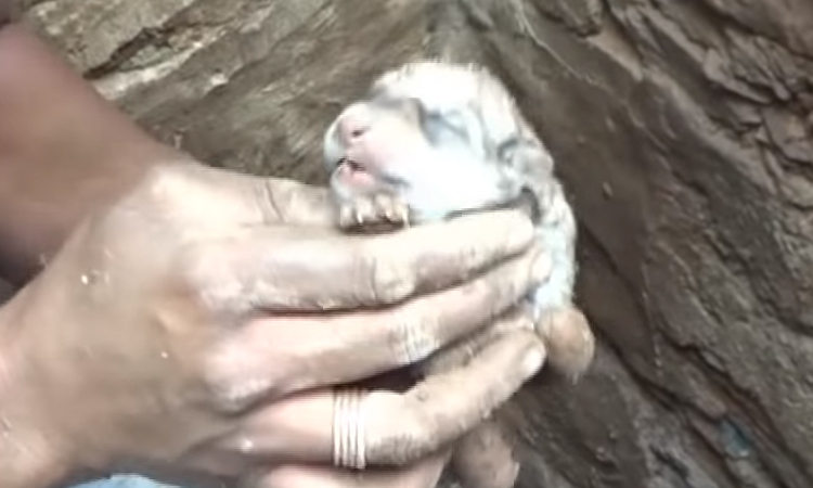 Cucciolo di cane appena nato