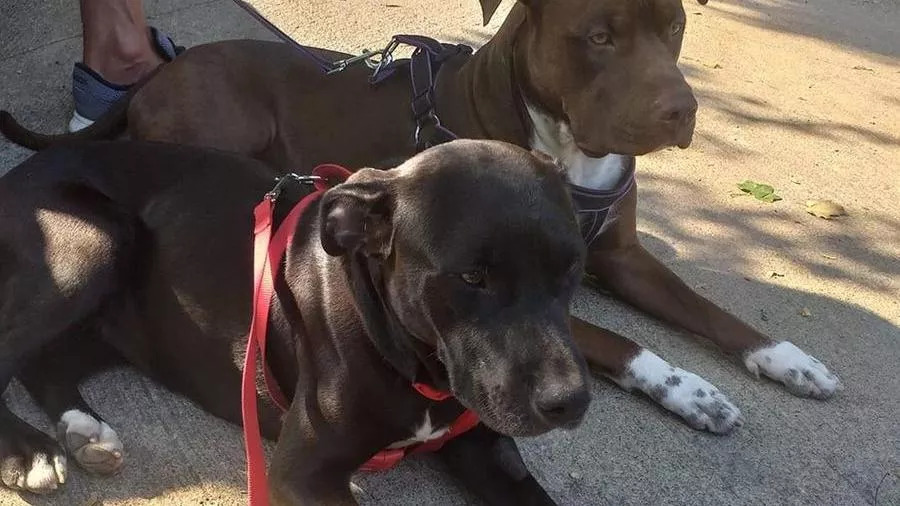 Due-cani-al-guinzaglio