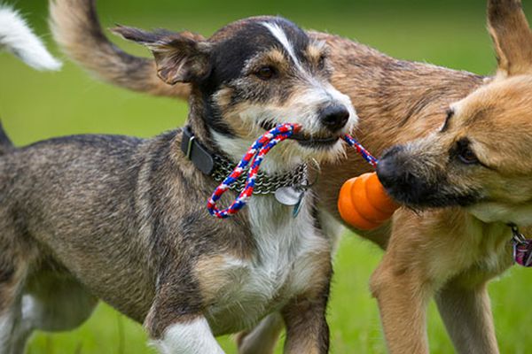 Gestione del carattere cani