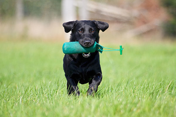 Gestione del carattere del cane