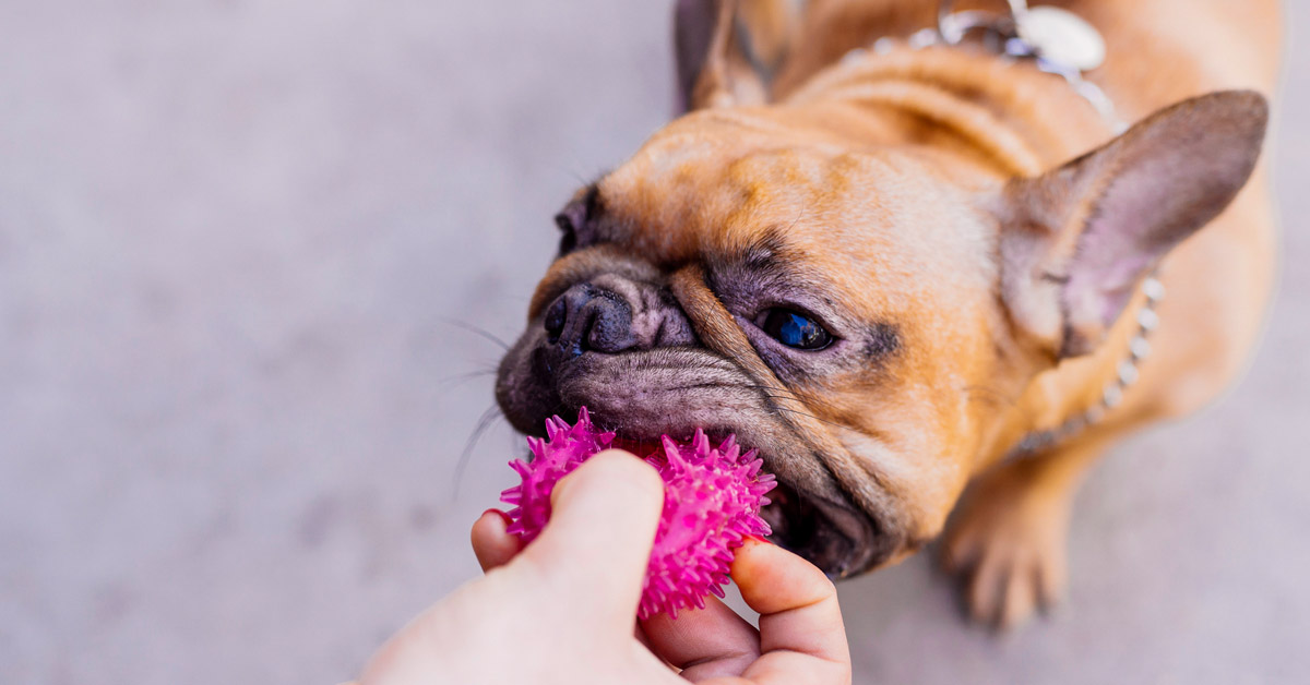 Giochi per cani malati: i modi per farli esercitare e divertire