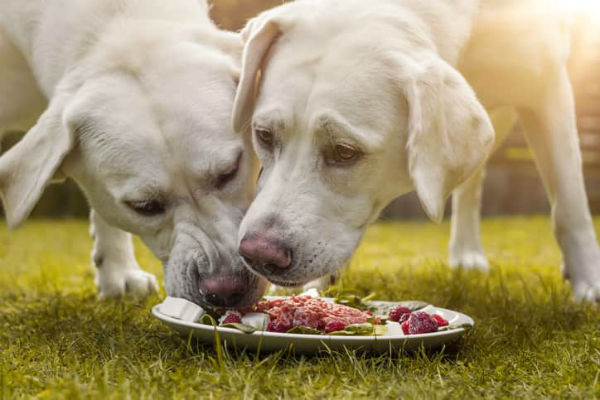 cani che mangiano