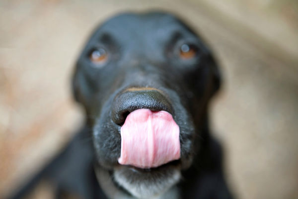 cane che si lecca i baffi