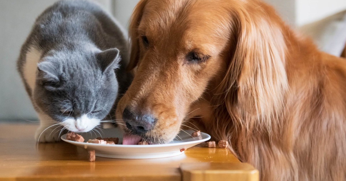 cane e gatto mangiano