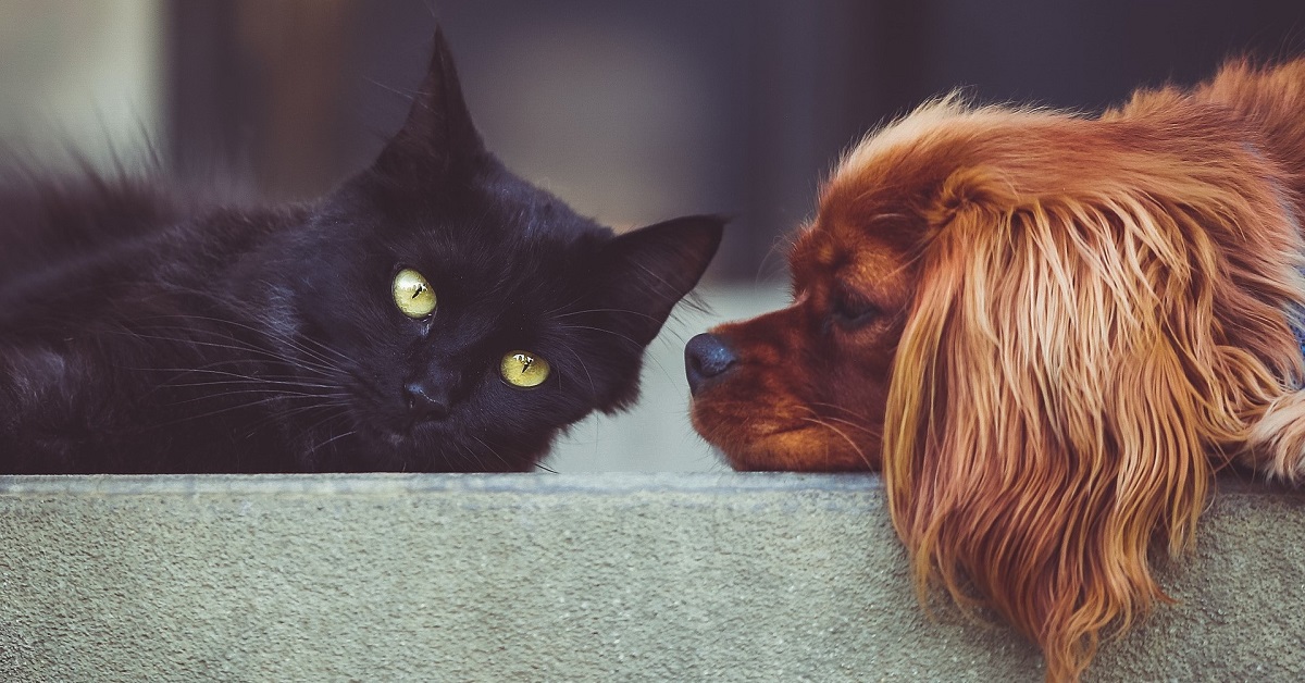 cane marrone e gatto nero