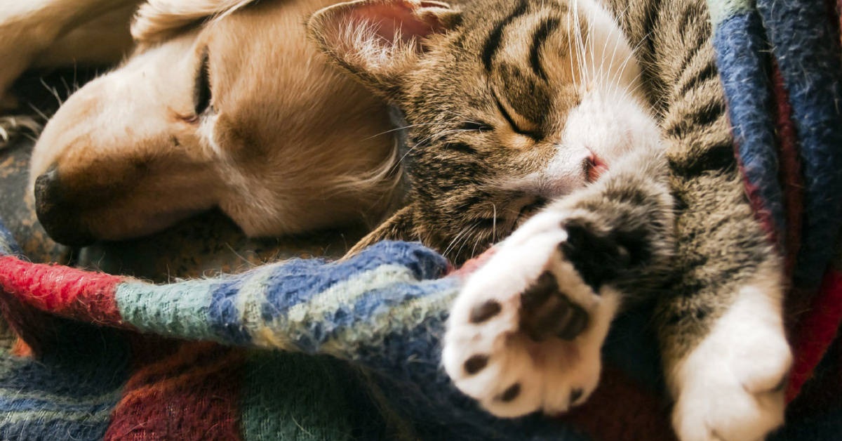 cane e gatto dormono