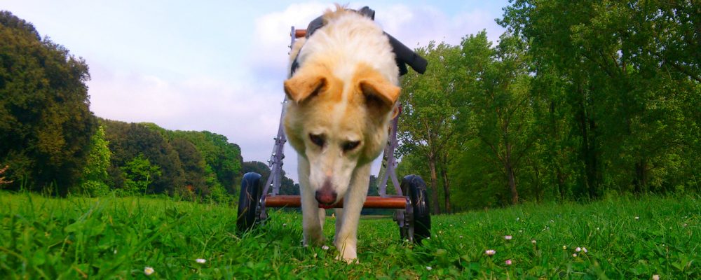 Il cane Figaro