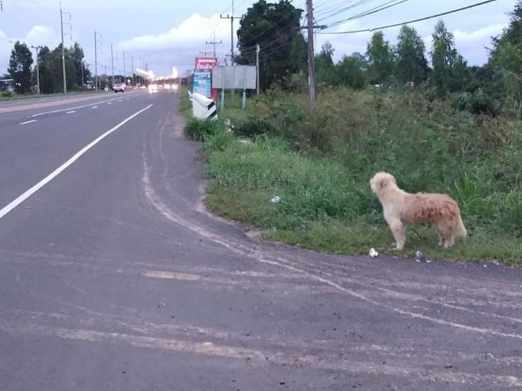 Il cane Leo