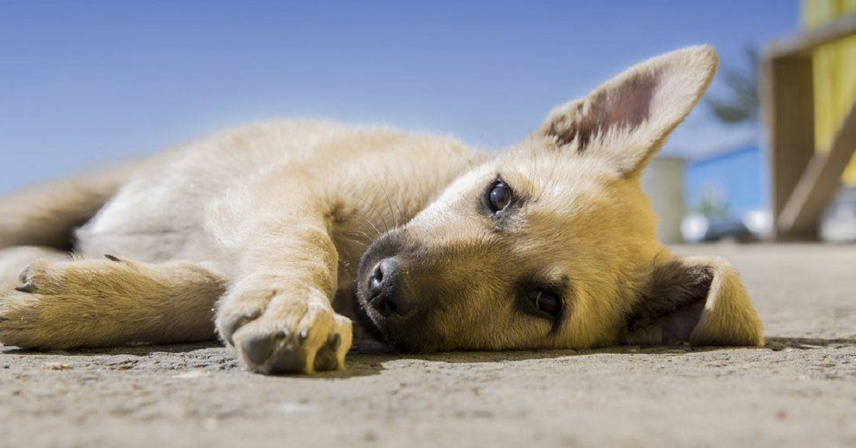 cucciolo di cane disteso