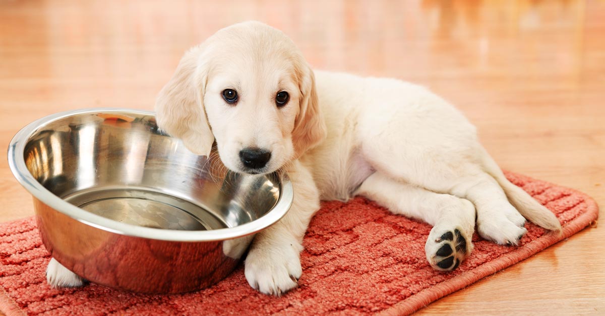 cucciolo di cane labrador