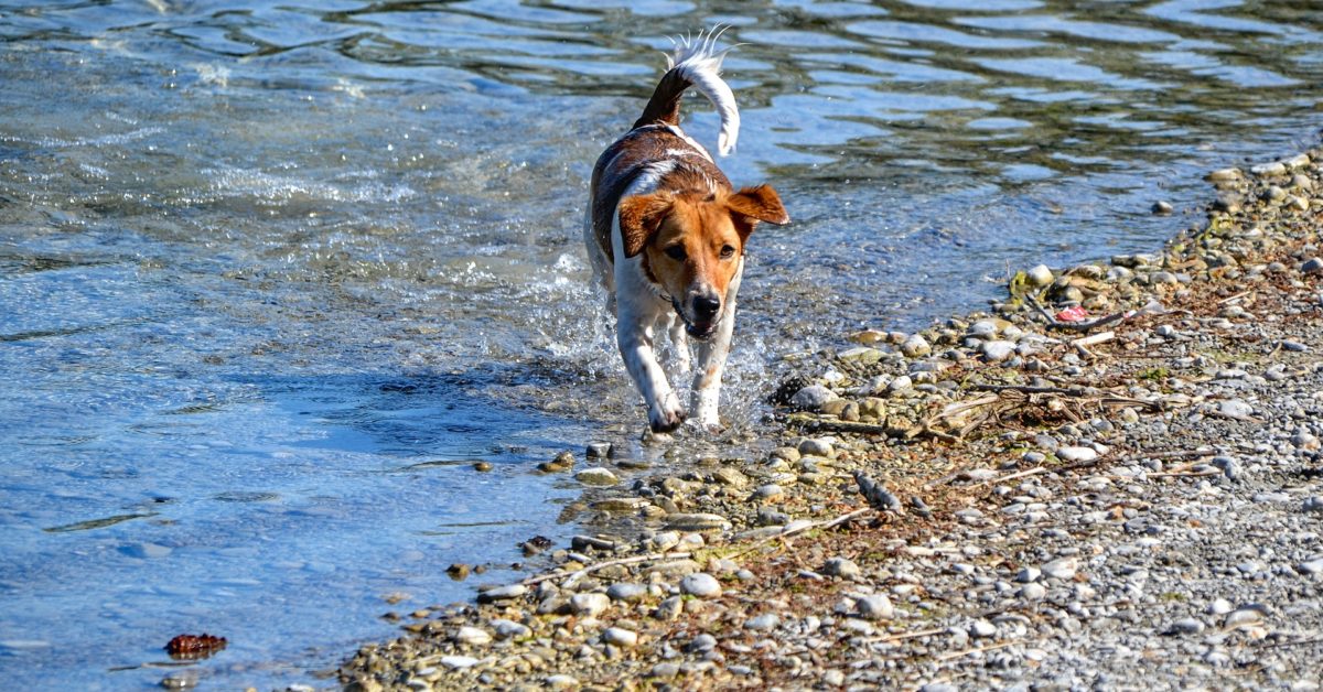 Cane odia l’acqua, tutto quello che bisogna fare