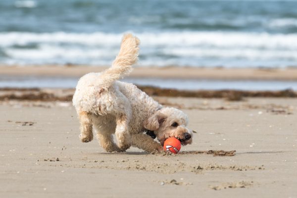 cane e acqua