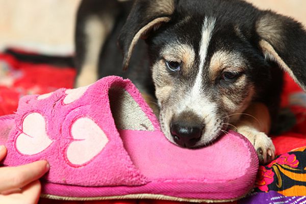 Il cane ruba gli oggetti e scappa