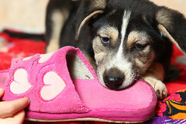 Il cane ruba gli oggetti e scappa