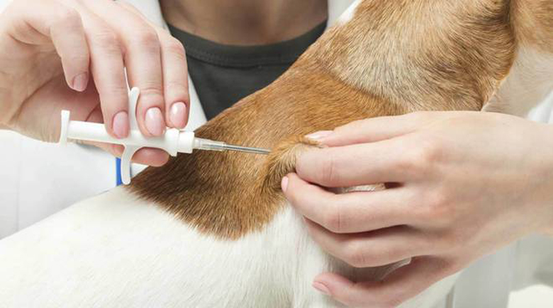 Impiantare un microchip nel cane