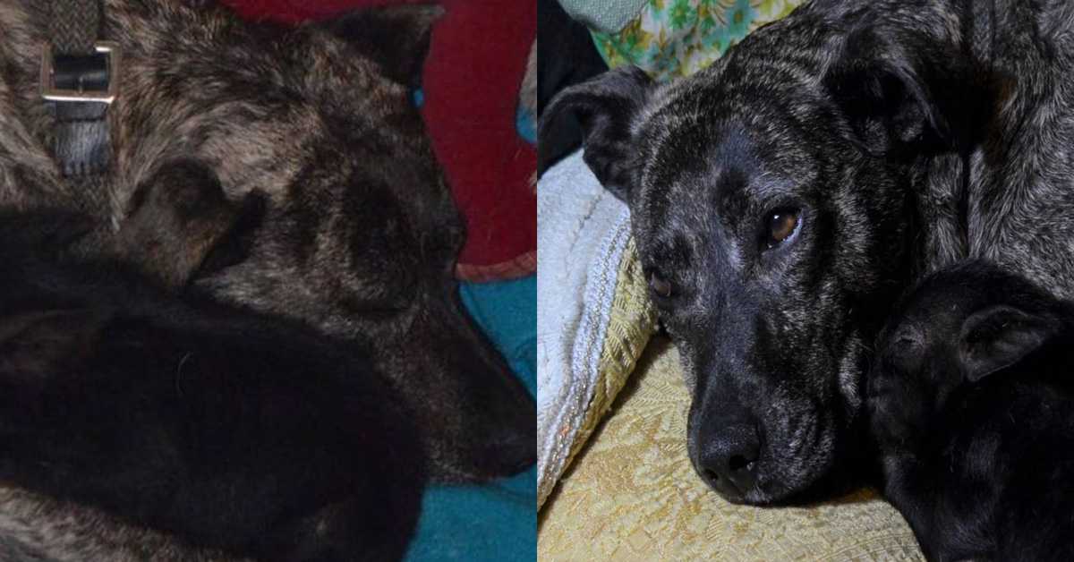 Jessica, il cane che dopo essere stato abbandonato è diventato amico di un maialino
