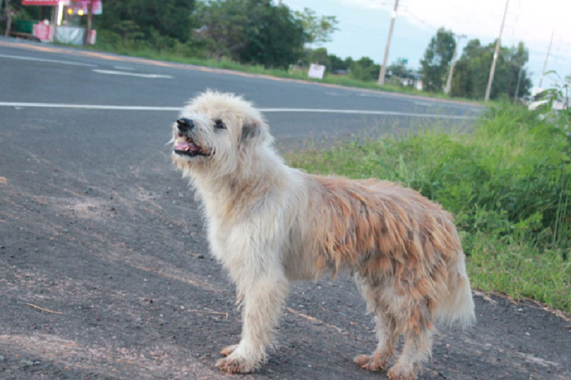 La storia del cane Leo