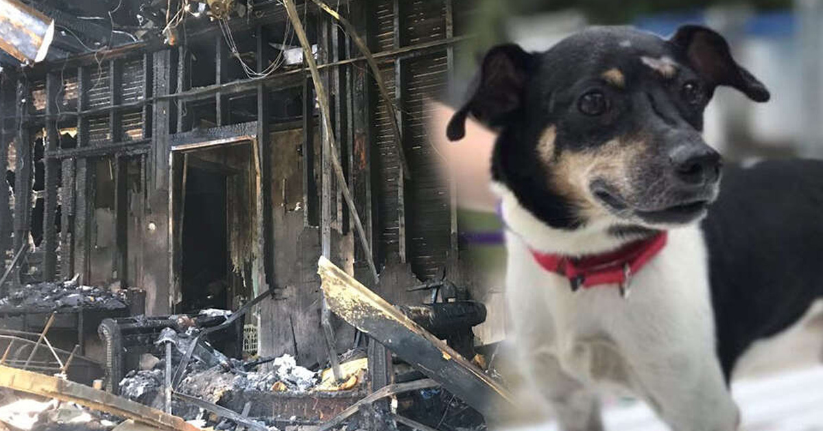Zippy, il cane che ha perso la vita per salvare la sua famiglia da un incendio