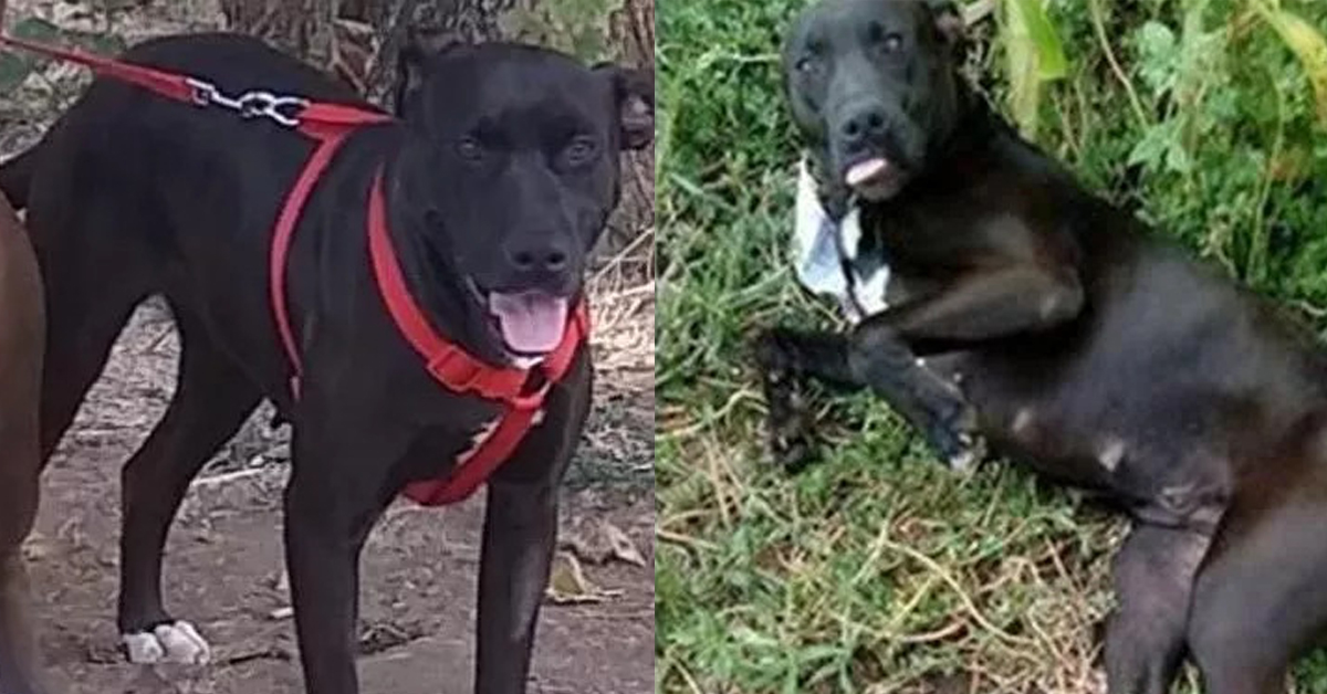 Vita, la cagnolina abbandonata che finalmente ha una nuova vita felice