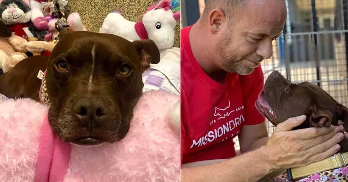Queen, il cane che ha trovato l’adozione grazie ad un gesto speciale