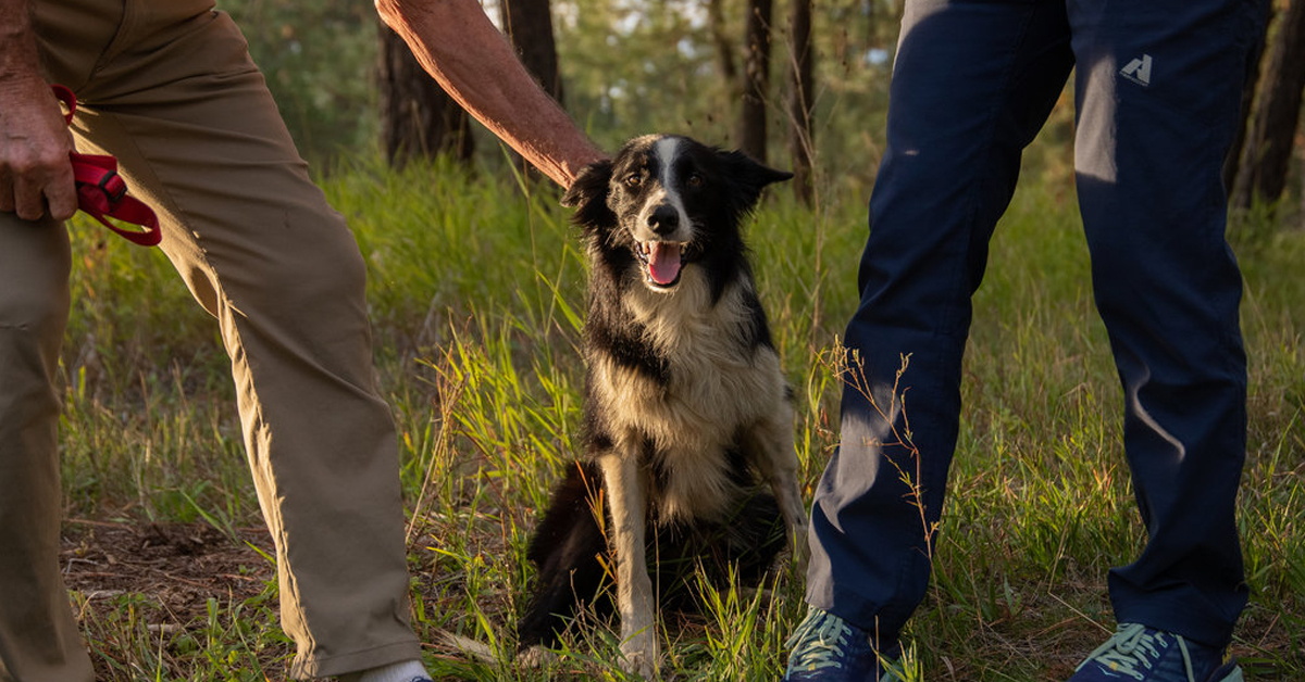 Katie, il cane scomparso e ritrovato grazie alla perseveranza dei proprietari