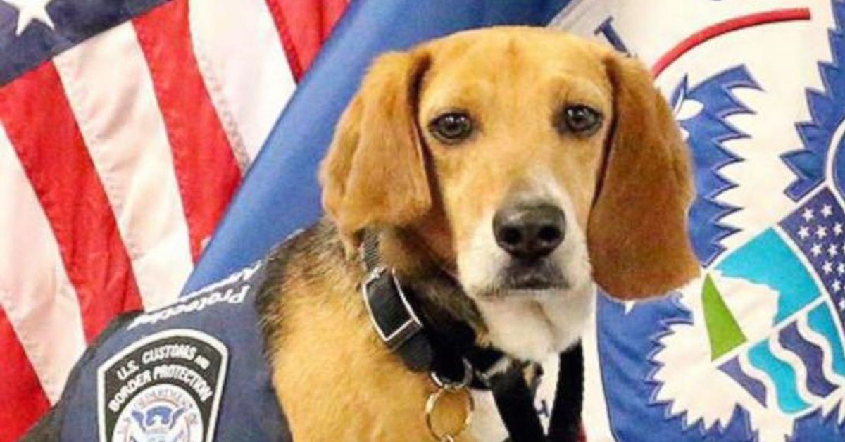 Murray, da cane maltrattato a K9 in aeroporto