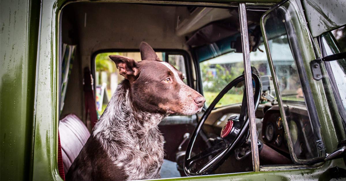 Lasciare il cane in macchina: ecco perché non puoi, neanche d’inverno