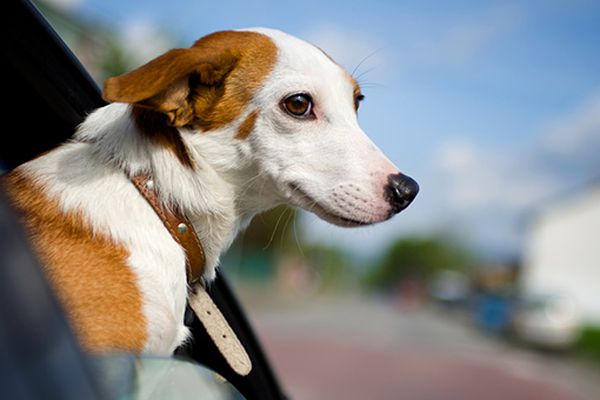 Lasciare il cane in macchina