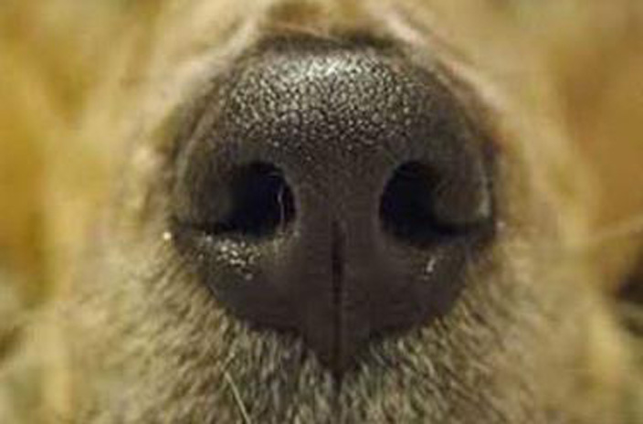 Naso di un cane