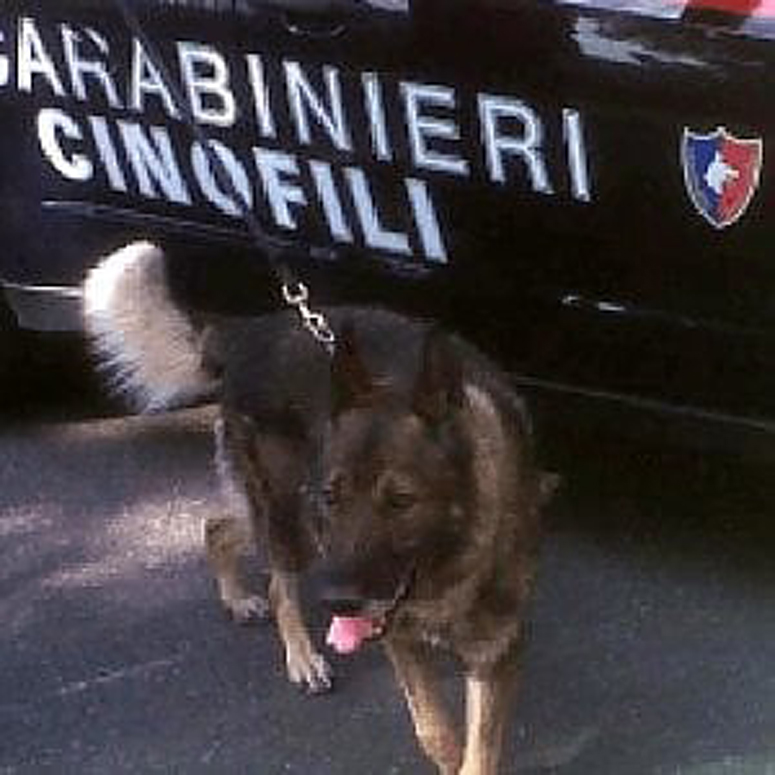 Olly il cane poliziotto