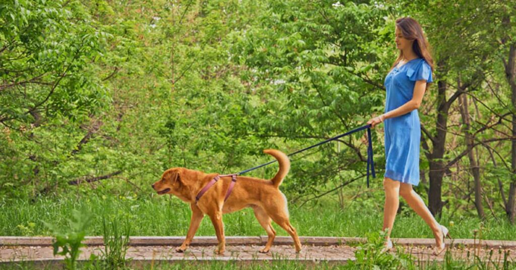 Passeggiata con il cane