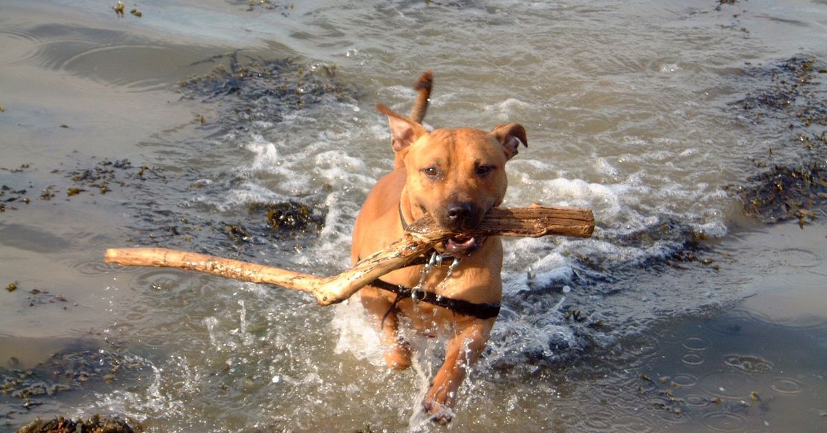 Perché ai cani piacciono i bastoncini?