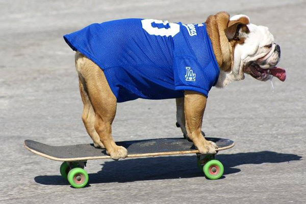 cane e skateboard
