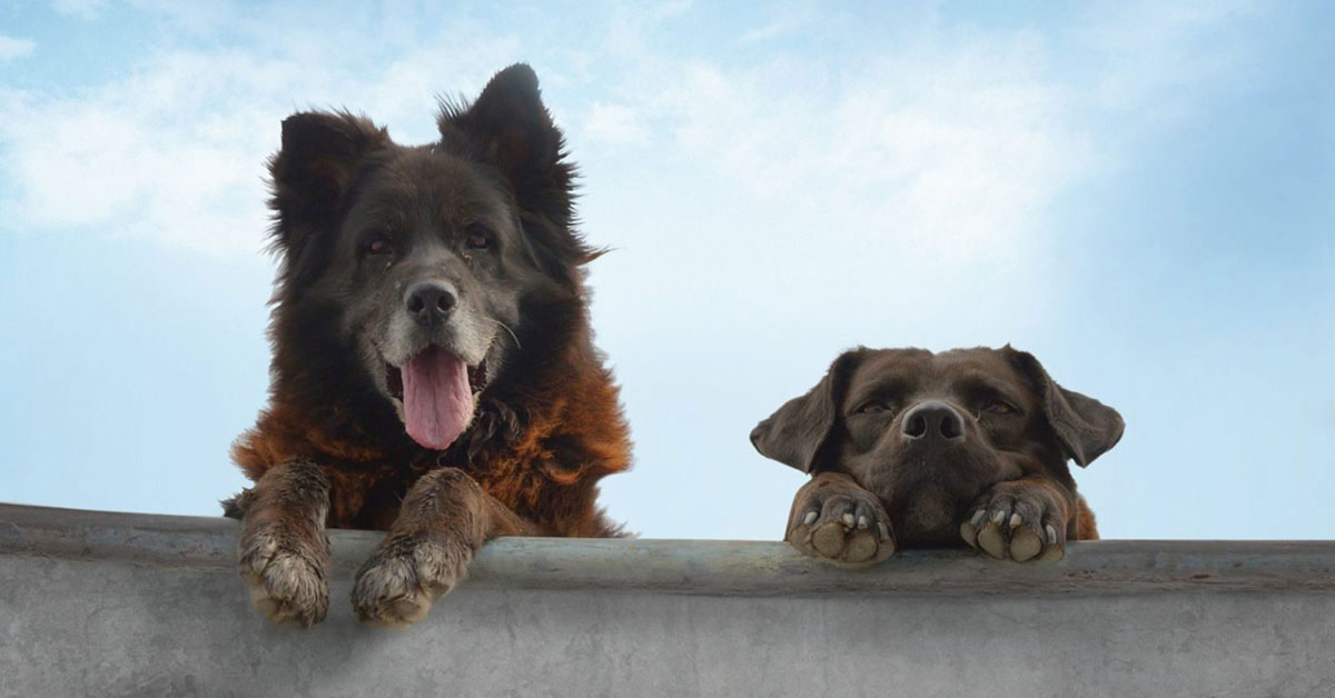 Perché il cane ha paura dello skateboard?