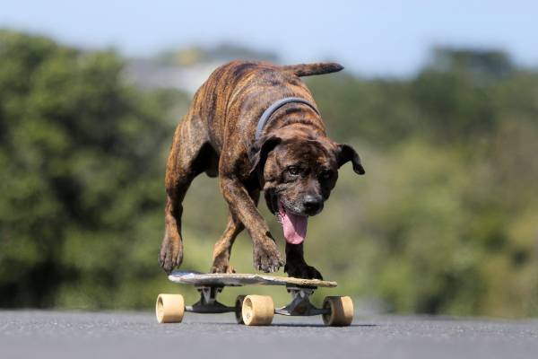cane e skateboard