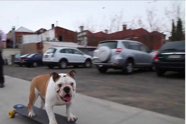 Perché il cane ha paura dello skateboard