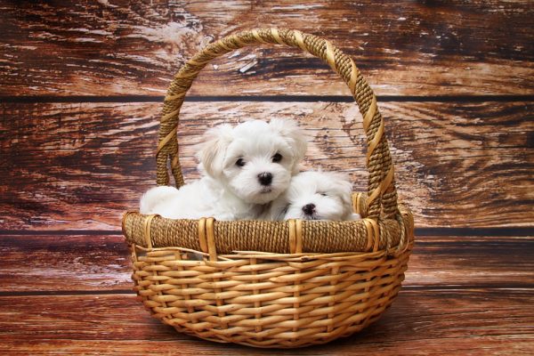 cuccioli dentro una cesta