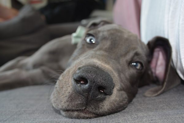 Perché le medicine dei cani costano 